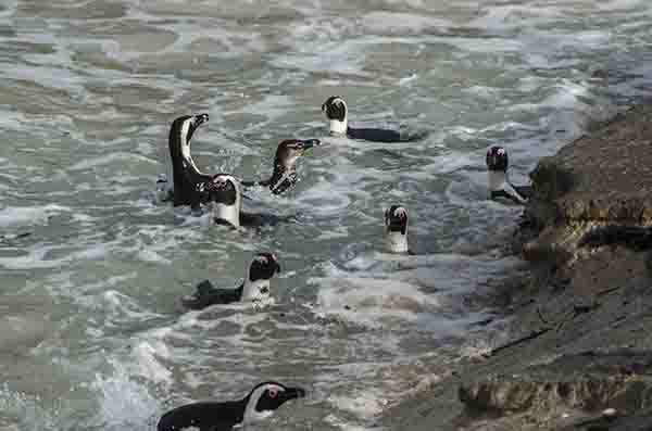 Pingüino Africano - parque nacional Table Mountain - Sudáfrica 4.jpg